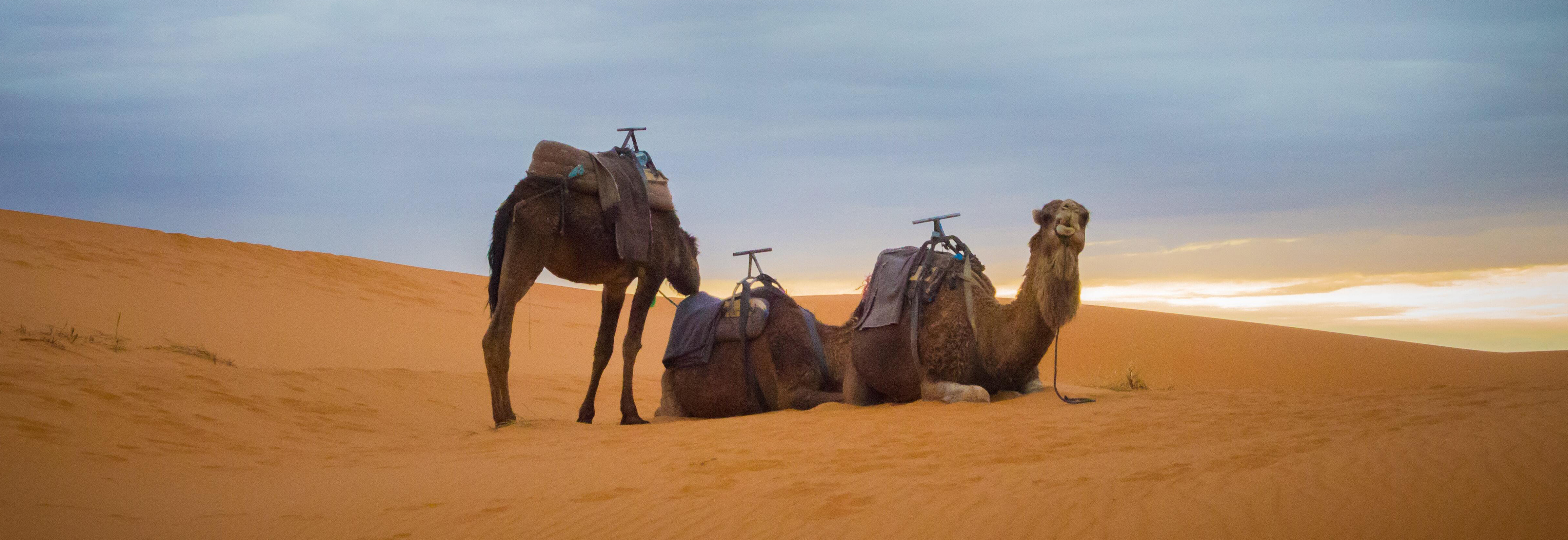 Camels